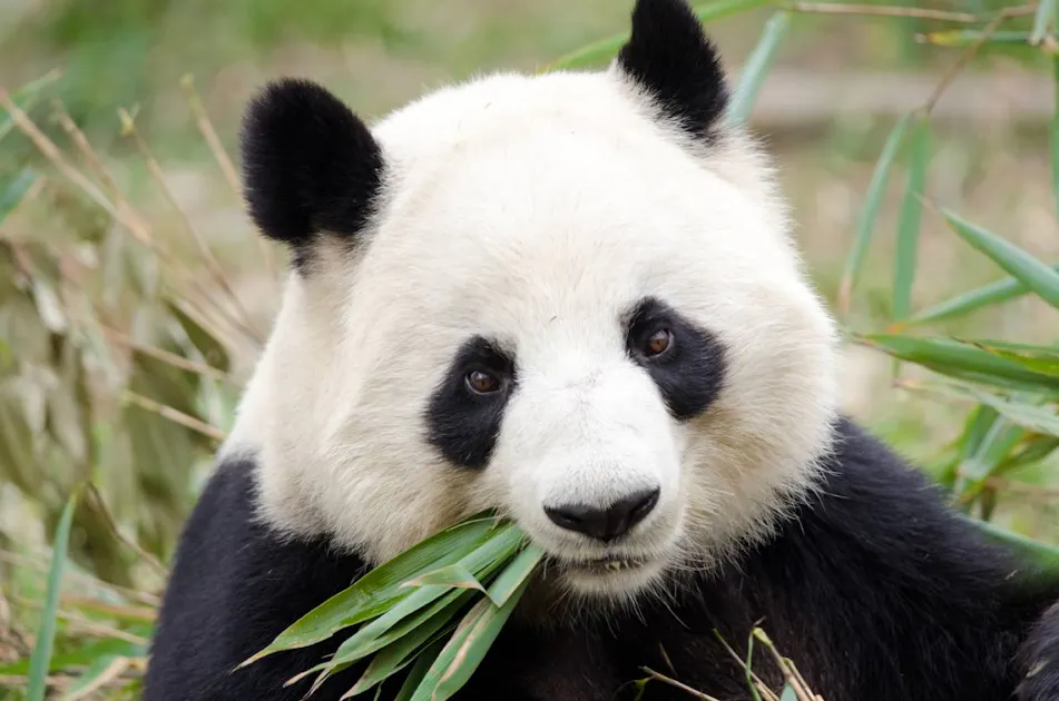 Adored worldwide, giant pandas are also vital forest seed